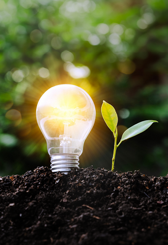 Sprouting leaf with lightbulb