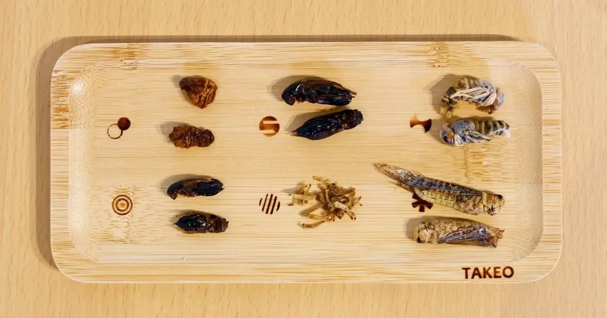 The Singapore Food Agency has extended its deadline to approve 16 species of insects for human consumption to the first half of 2024. PHOTO: REUTERS